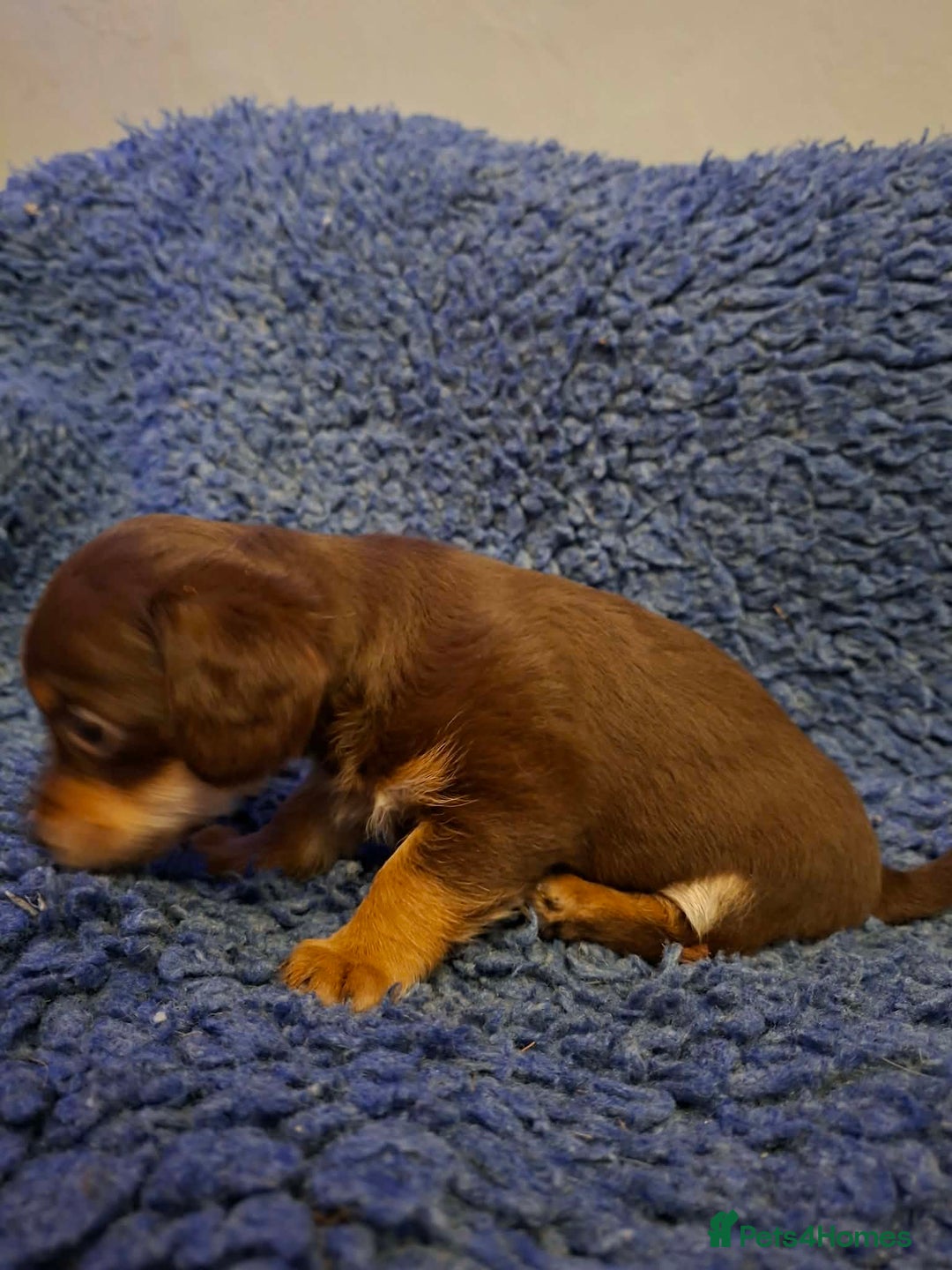 Jackapoo dogs for sale: JACKAPOO PUPPIES - Advert 4