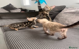 Bengal cats for sale: Stunning full pedigree bengal kittens *READY*  - Image 4