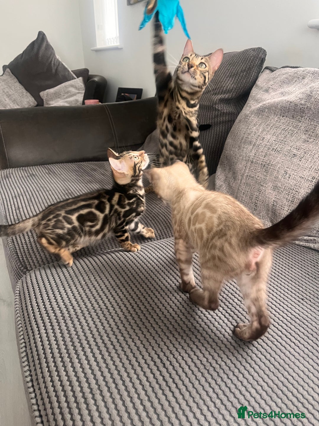 Bengal cats for sale: Stunning full pedigree bengal kittens *READY*  - Image 4