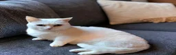 Munchkin cats for sale: Exceptional Quality & Extremely Rare Minuets - Advert 9