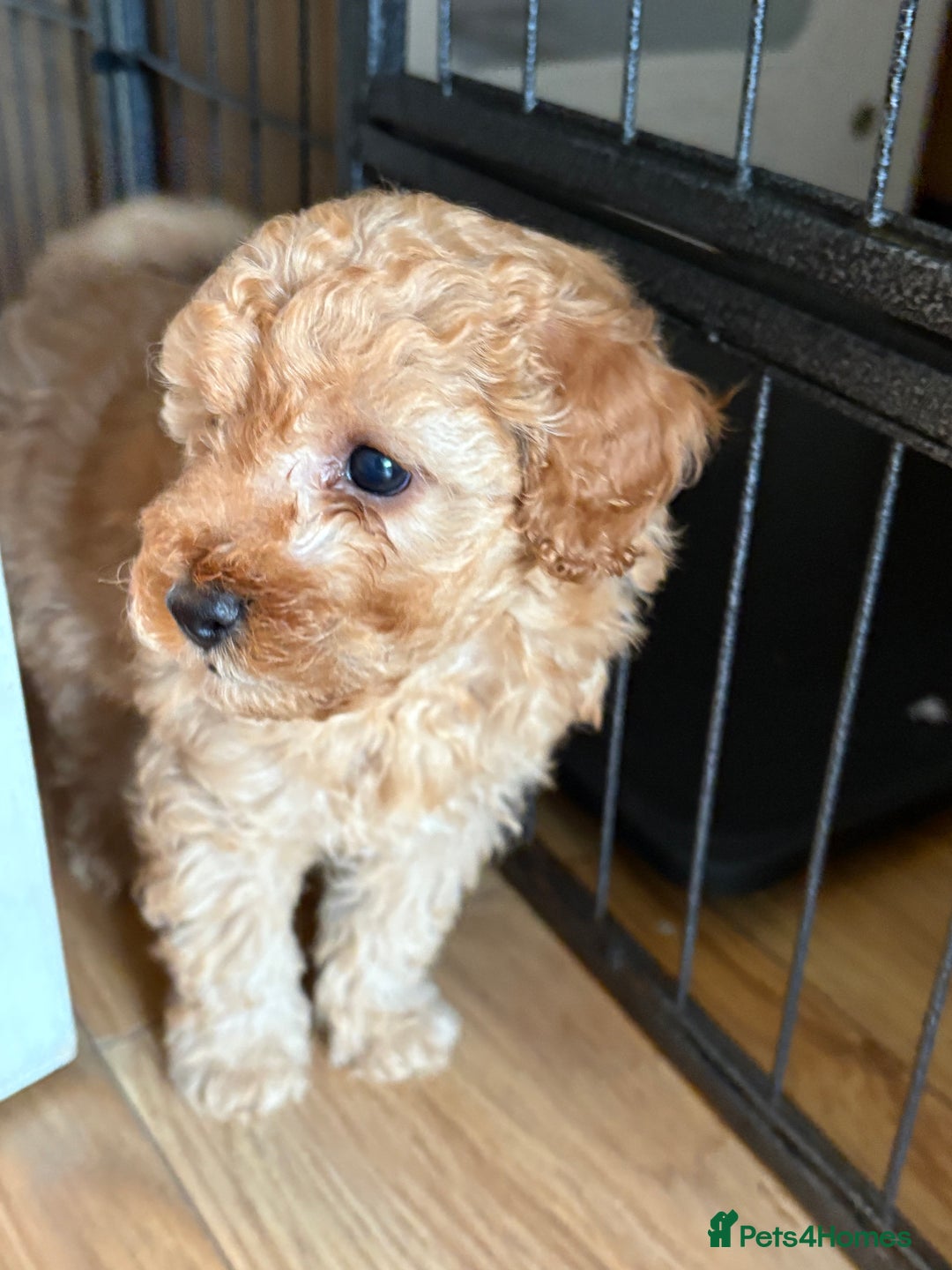 Maltipoo dogs for sale: Gorgeous Maltipoo Puppies  - Advert 5