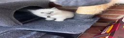 Ragdoll cats for sale: Pure ragdoll kittens - Advert 14