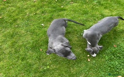 Mixed Breed dogs for sale: Collie saluki whippet puppies  - Image 21