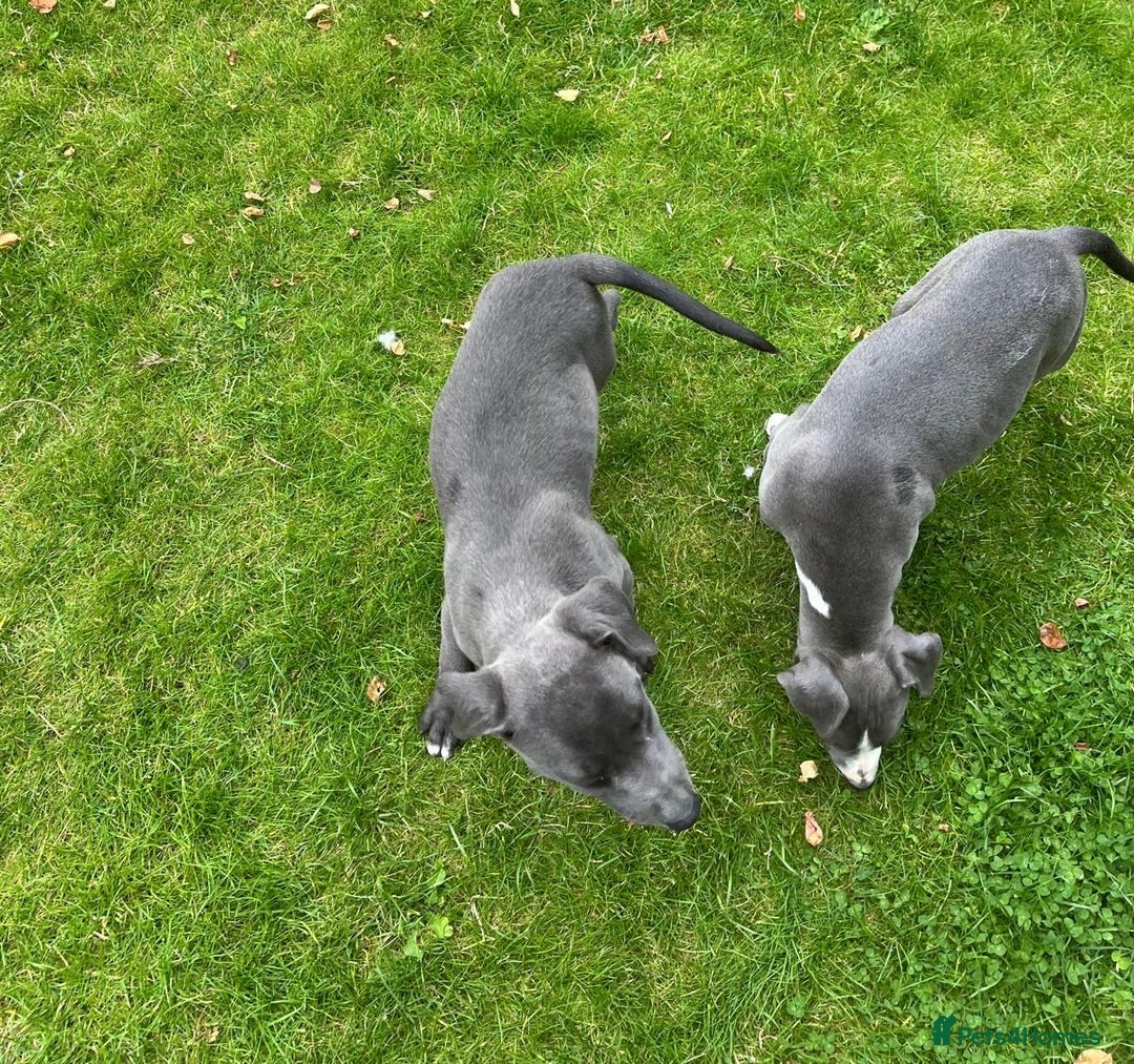 Mixed Breed dogs for sale: Collie saluki whippet puppies  - Image 21
