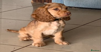 Cocker Spaniel dogs - Advert 2