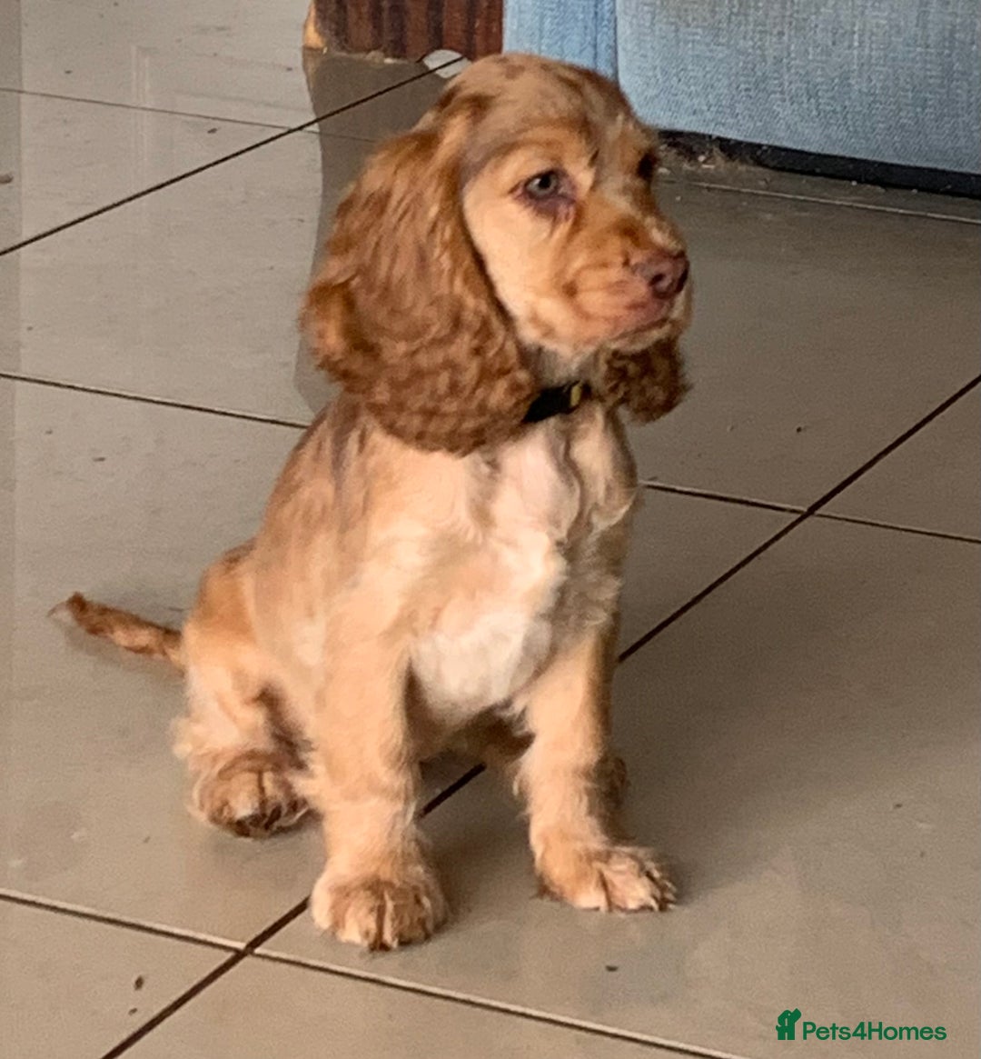 Cocker Spaniel dogs for sale: Health Tested Show Cocker Spaniels - Image 3