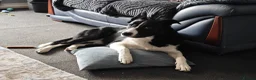 Border Collie dogs for sale: Male short haired Border Collie  - Advert 2