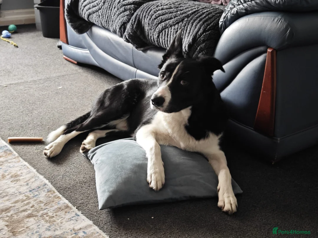 Border Collie dogs for sale: Male short haired Border Collie  - Advert 2