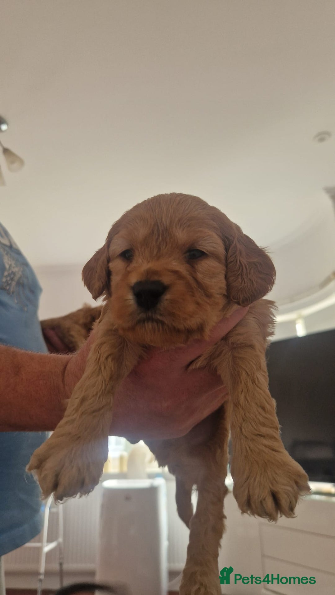 Cockapoo dogs for sale: Adorable cockapoo puppies for sale  - Image 5