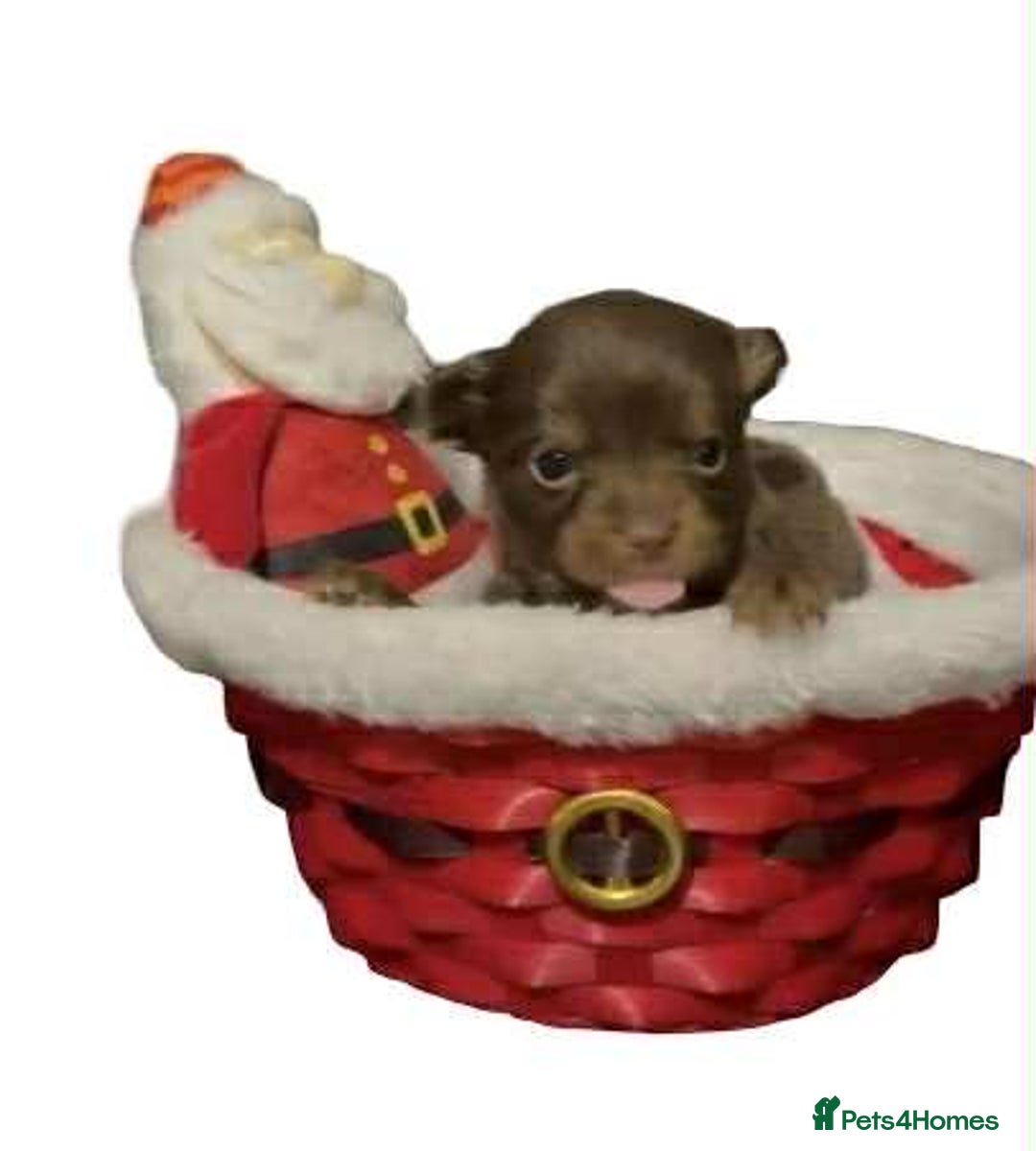 Chihuahua dogs for sale: Chihuahua puppies READY DECEMBER - Advert 4