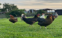Mixed Breed birds for sale: Point of lay Hens & Pullets – VARIOUS BREEDS 🦚  - Image 29