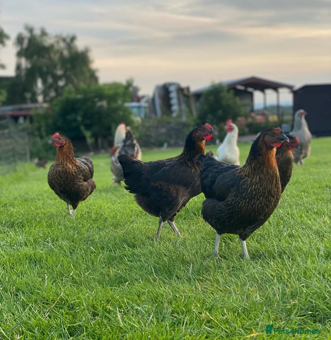 Mixed Breed birds for sale: Point of lay Hens & Pullets – VARIOUS BREEDS 🦚  - Image 29