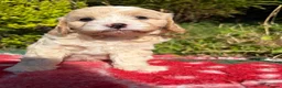 Cavapoo dogs for sale: 1 Girl Remaining READY NOW Health tested parents - Advert 2