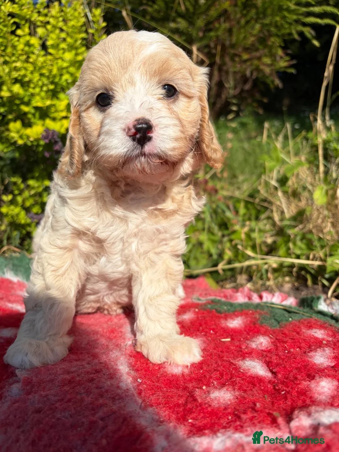 Cavapoo dogs for sale: 1 Girl Remaining READY NOW Health tested parents - Advert 2