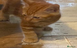 Mixed Breed cats for sale: Friendly kittens ginger boy and  torty girl - Image 12