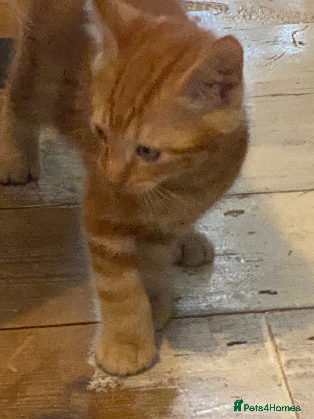 Mixed Breed cats for sale: Friendly kittens ginger boy and  torty girl - Image 12