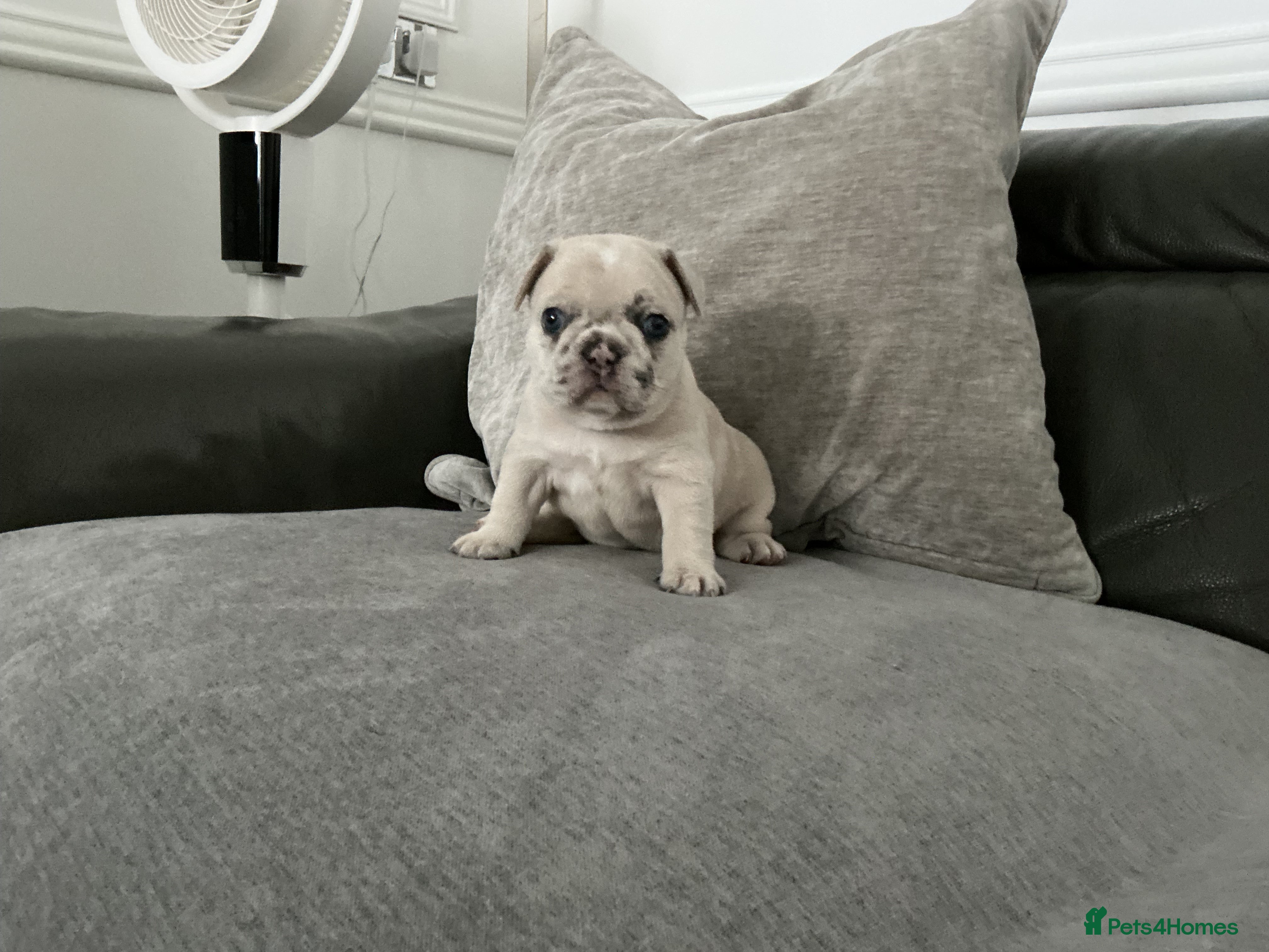 French Bulldog dogs French bulldog  - Advert 2
