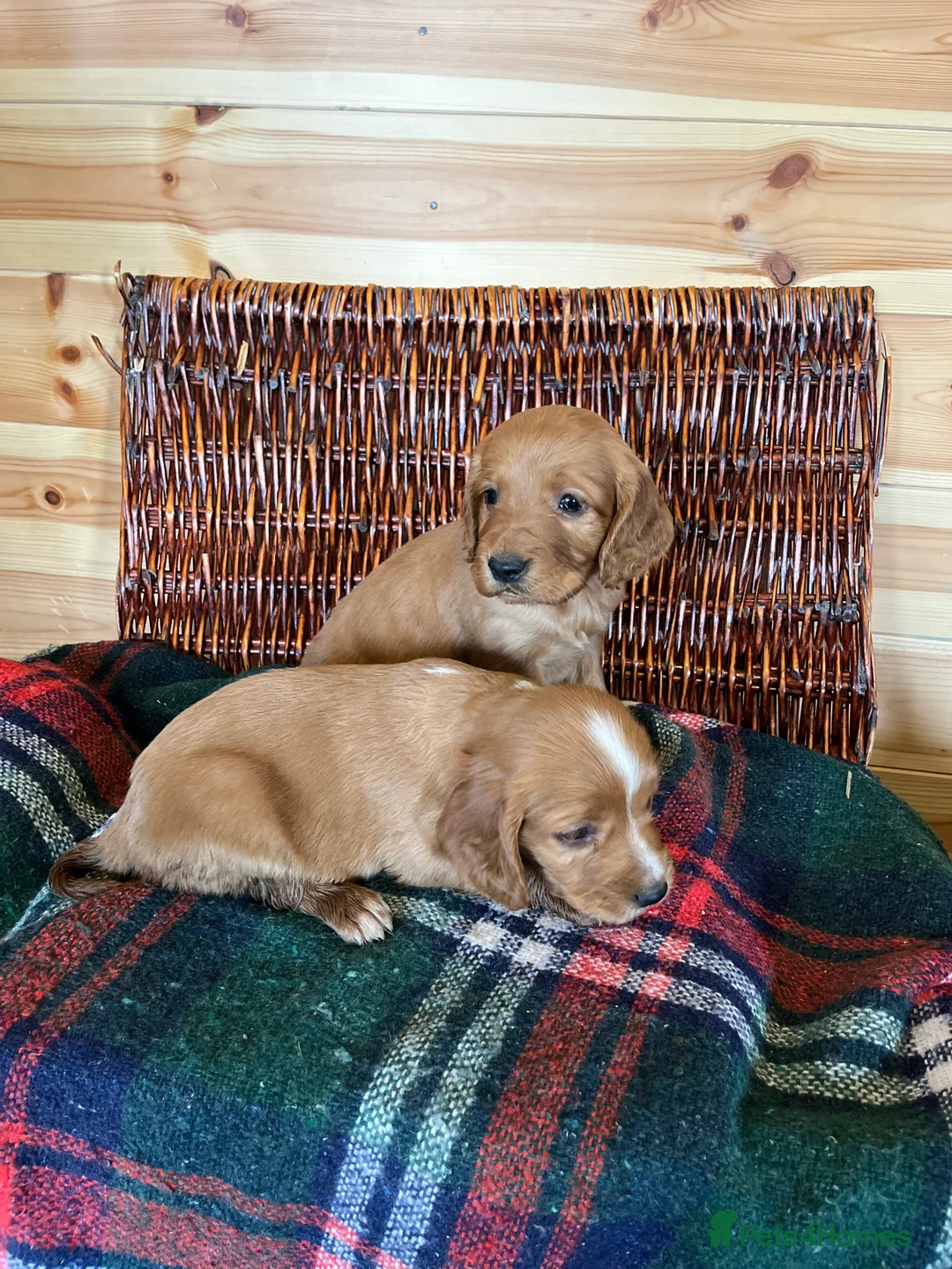 Cocker Spaniel dogs for sale: cocker spaniels - Advert 12