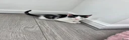 Mixed Breed cats for sale: Black & white male kitten - Advert 5