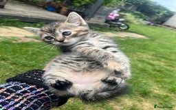Mixed Breed cats for sale: Siamese/bsh domestic cross kittens  - Image 17