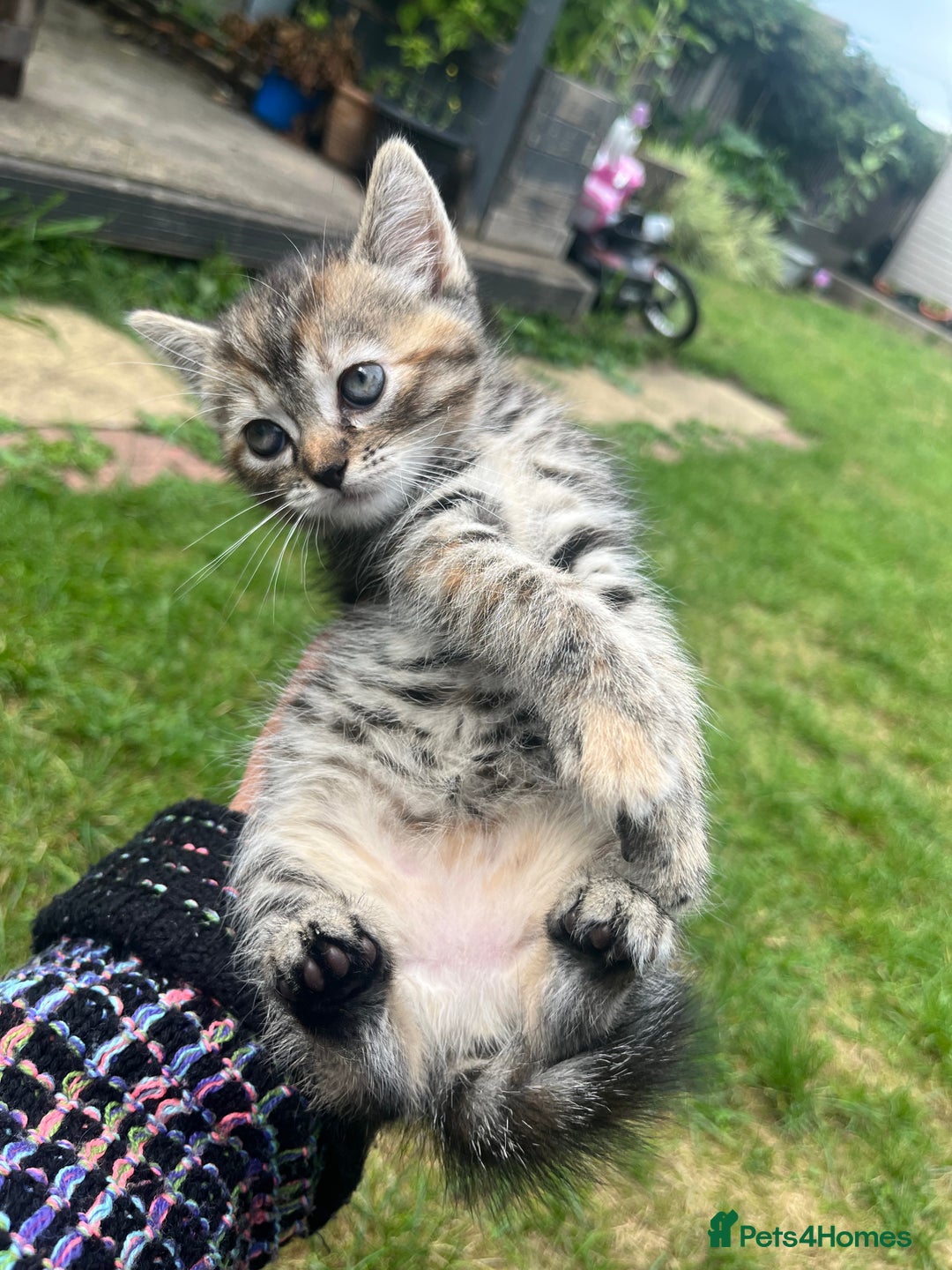 Mixed Breed cats for sale: Siamese/bsh domestic cross kittens  - Image 17