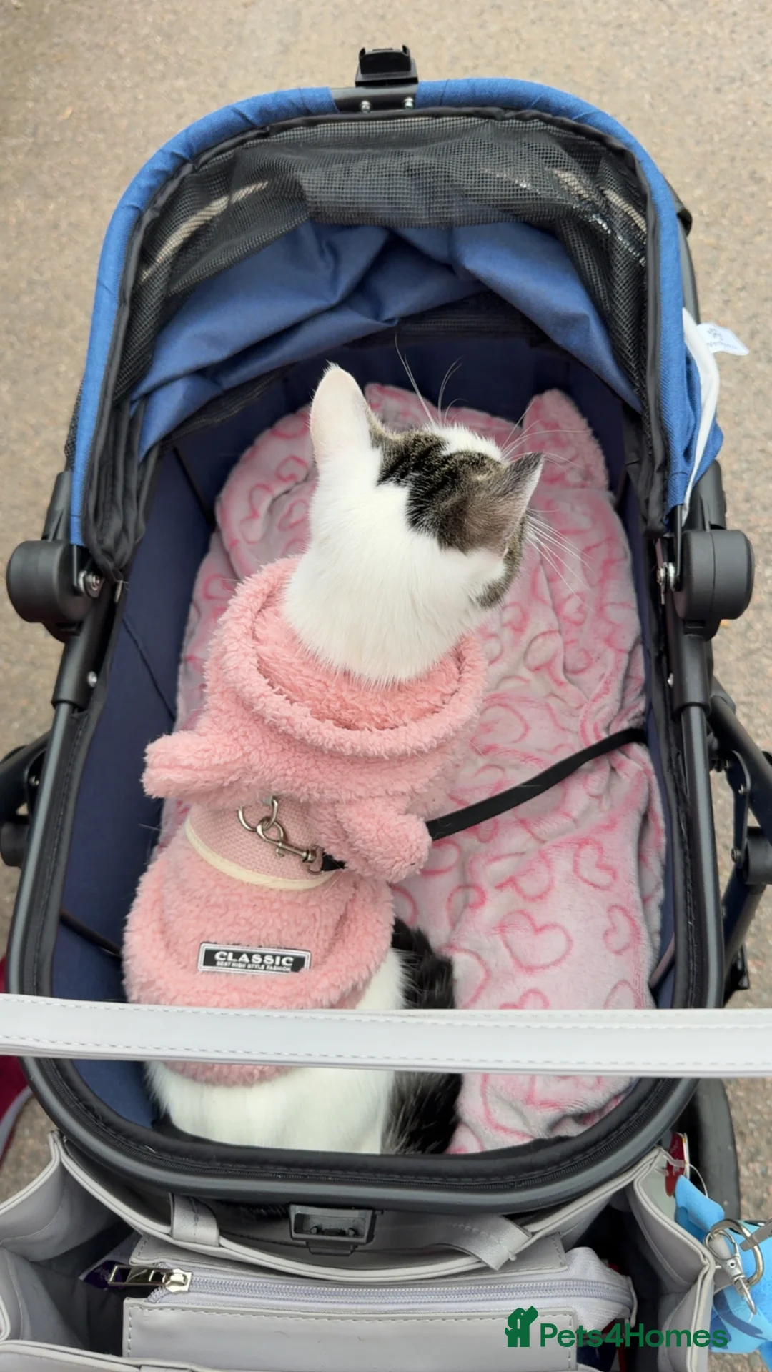 Mixed Breed cats for sale: Female cat for sale  in Margate - Advert 2