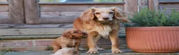 Cocker Spaniel dogs for sale: Gorgeous Working Cocker Spaniel Pups  - Advert 35