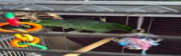 Parrots birds for sale: Amazon parrot 🦜  in Retford - Advert 3