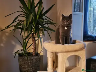 Scottish Fold cats Six Soft and Gorgeous Kittens - Advert 1