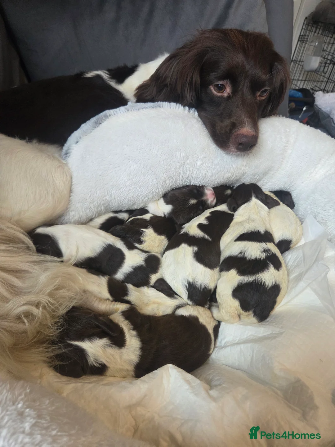 Sprocker dogs for sale: Sprocker puppies in Cowdenbeath - Advert 2