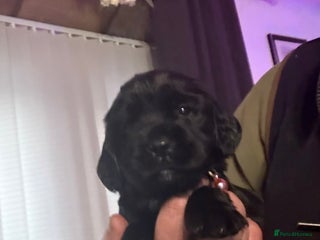 Cocker Spaniel dogs - Advert 21