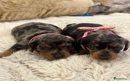 Dachshund dogs for sale: Beautiful silver dapple mini dachshund puppies! 🐾 - Image 12