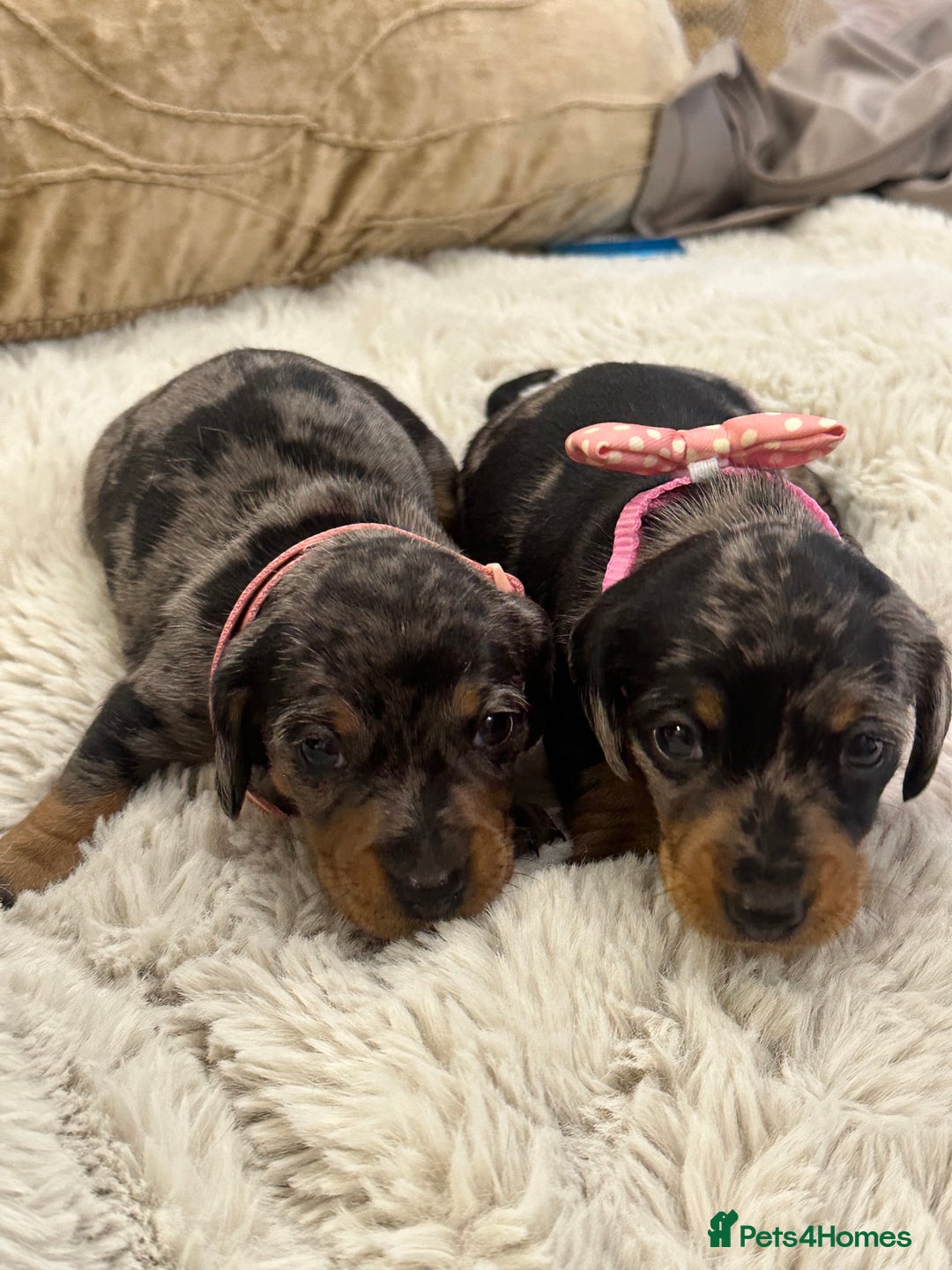 Dachshund dogs for sale: Beautiful silver dapple mini dachshund puppies! 🐾 - Image 12