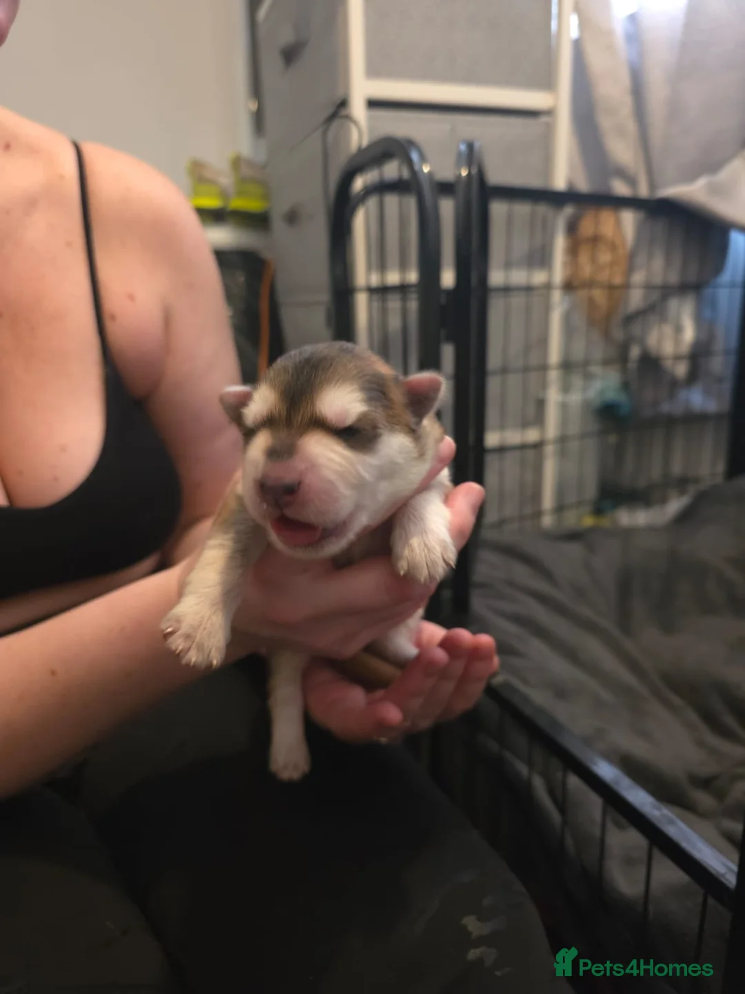 Mixed Breed dogs for sale: German Shepherd X Alaskan Shepherd  - Advert 17