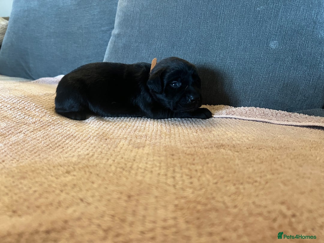 Mixed Breed dogs for sale: 3/4 lab 1/4 collie puppies  in Whitby - Image 31