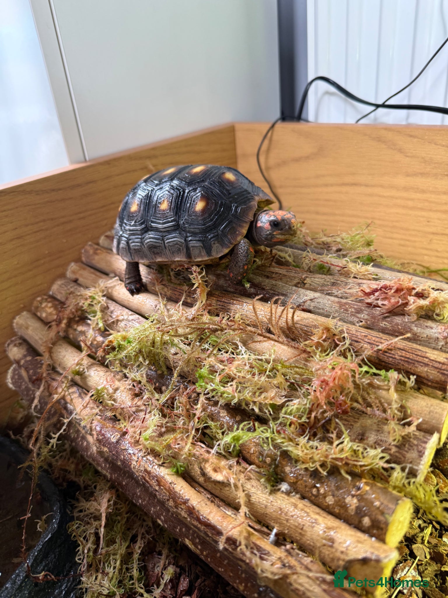 Tortoise reptiles for sale: Red foot tortoise  in Saint Leonards-on-sea - Advert 31