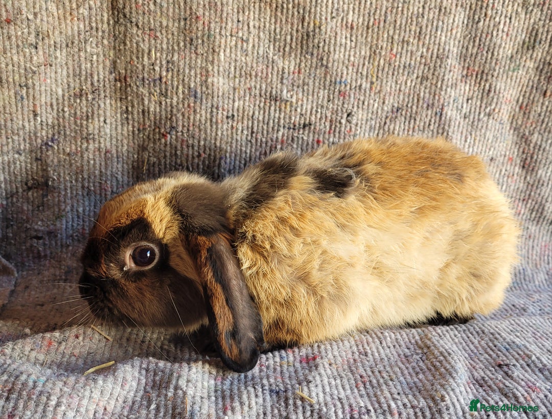 Mixed Breed rabbits for sale: 'Dodger' Belgian Hare x mini Lop chocolate buck in Cullompton - Image 4