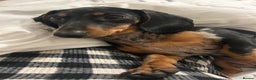 Miniature Dachshund dogs for sale: Beautiful miniature dachshunds  - Advert 6