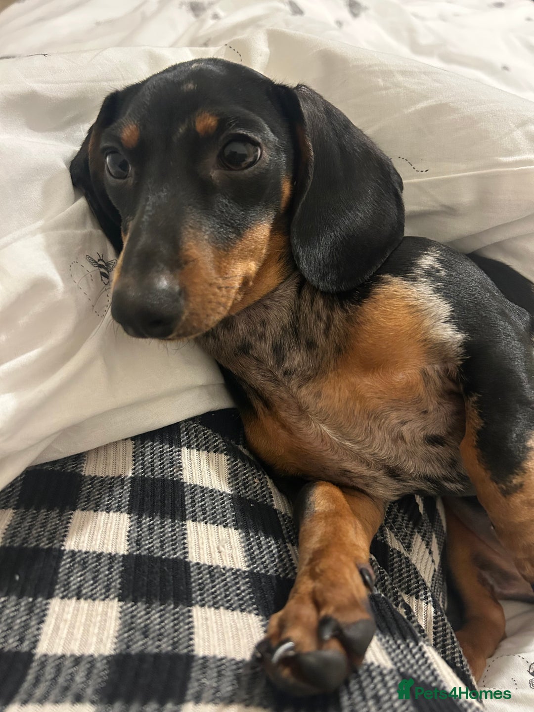 Miniature Dachshund dogs for sale: Beautiful miniature dachshunds  - Advert 6