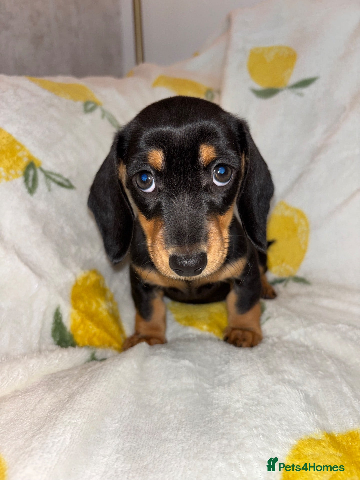 Miniature Dachshund dogs Miniature smooth coated Dacshund’s  - Advert 1