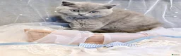 British Shorthair cats for sale: READY NOW* TICA reg. British shorthair kittens - Advert 19