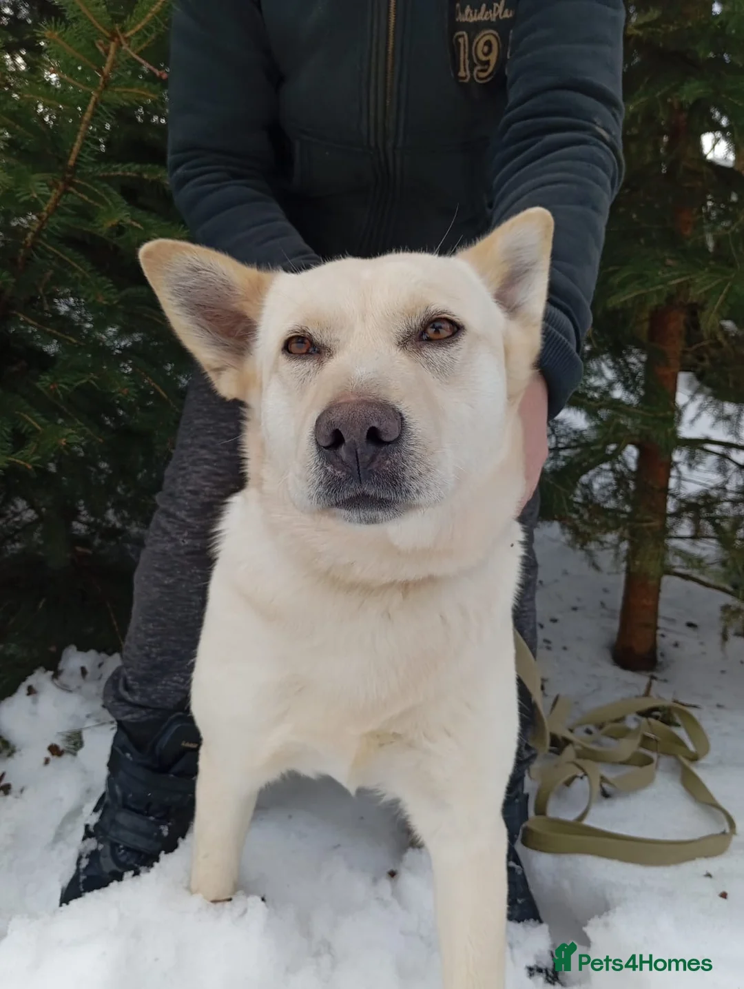 Mixed Breed dogs for adoption: ❤️🐶 MILADY – Gentle Giant With A Tender Heart 🐶 in Burton-on-Trent - Advert 2