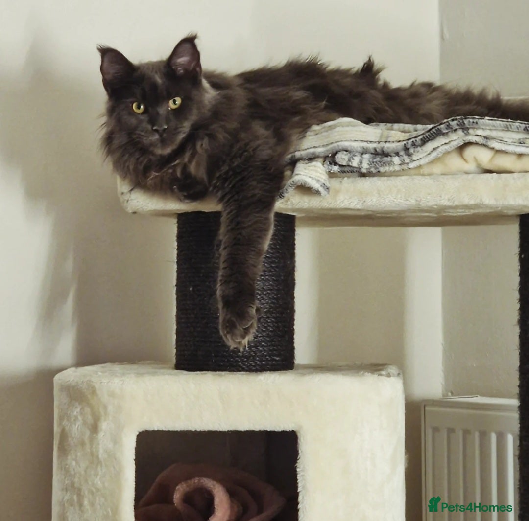 Maine Coon cats for sale: 2x maine coons - Advert 4