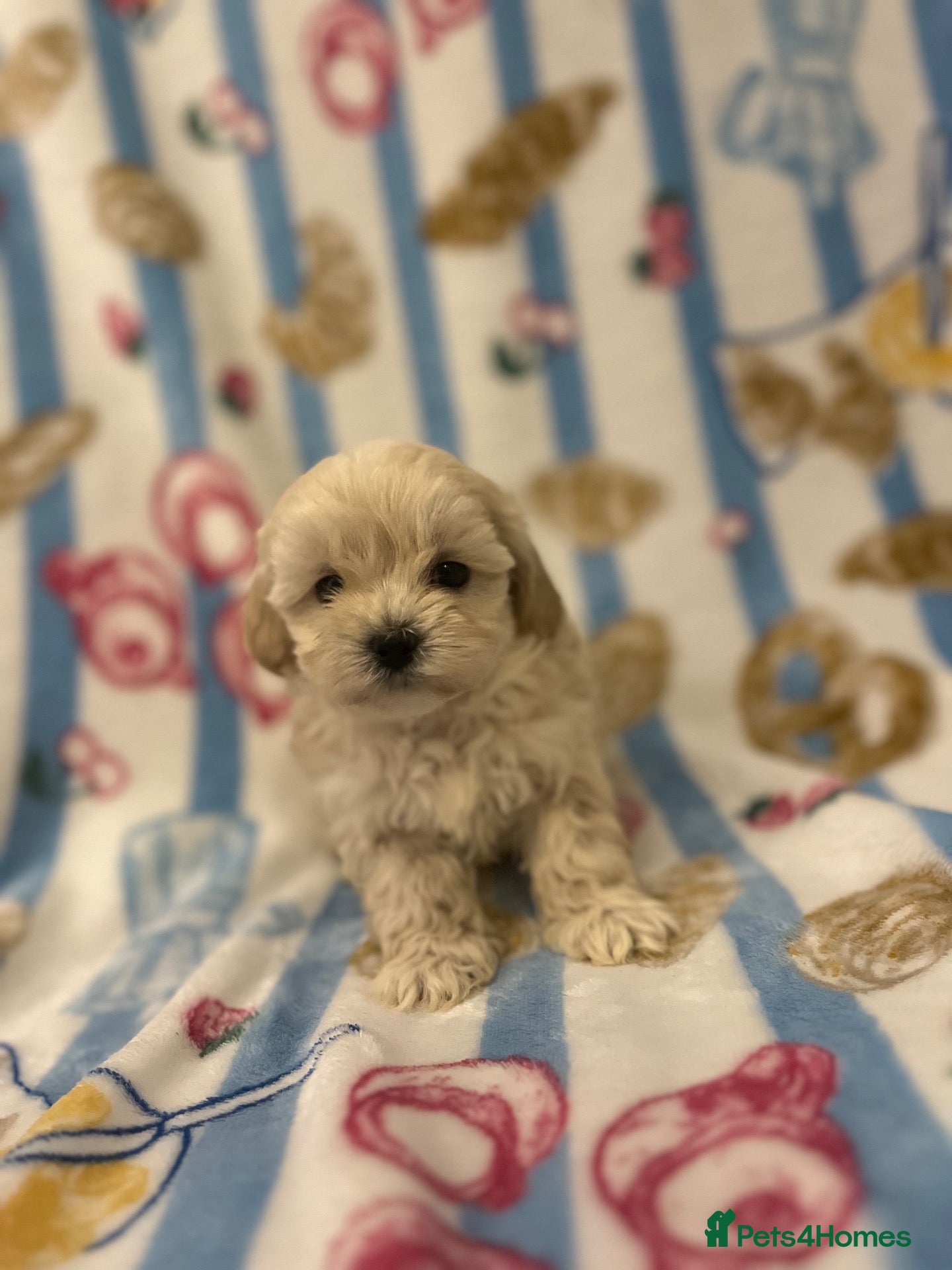 Maltipoo dogs for sale: TOY/KOREAN MALTIPOOS kc reg parents last boy  - Advert 1