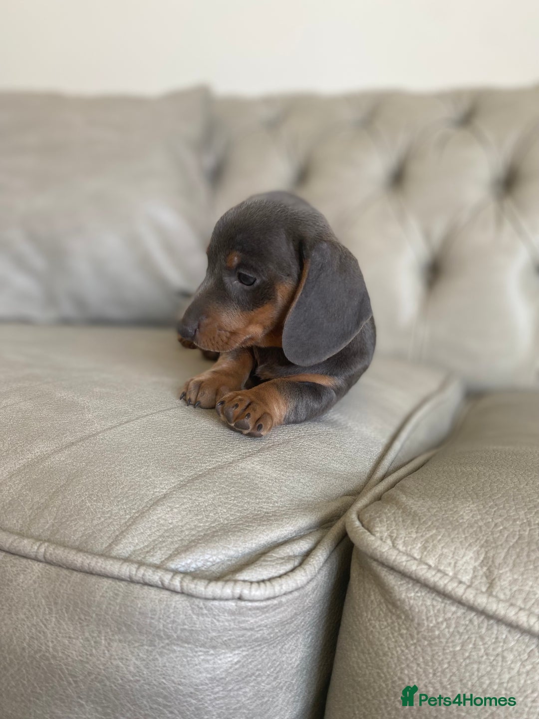 Miniature Dachshund dogs for sale: Miniture dachshund puppies - Image 26