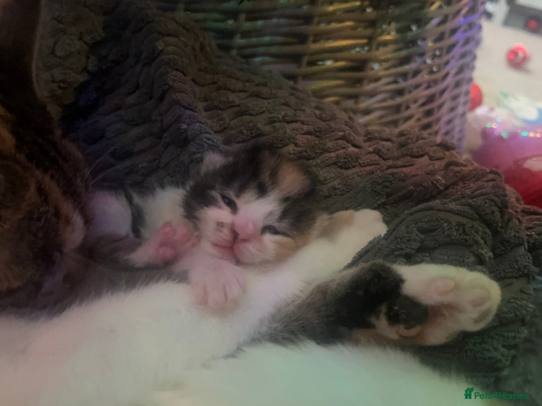 Mixed Breed cats for sale: Mixed breed kittens loving for their forever home - Advert 32