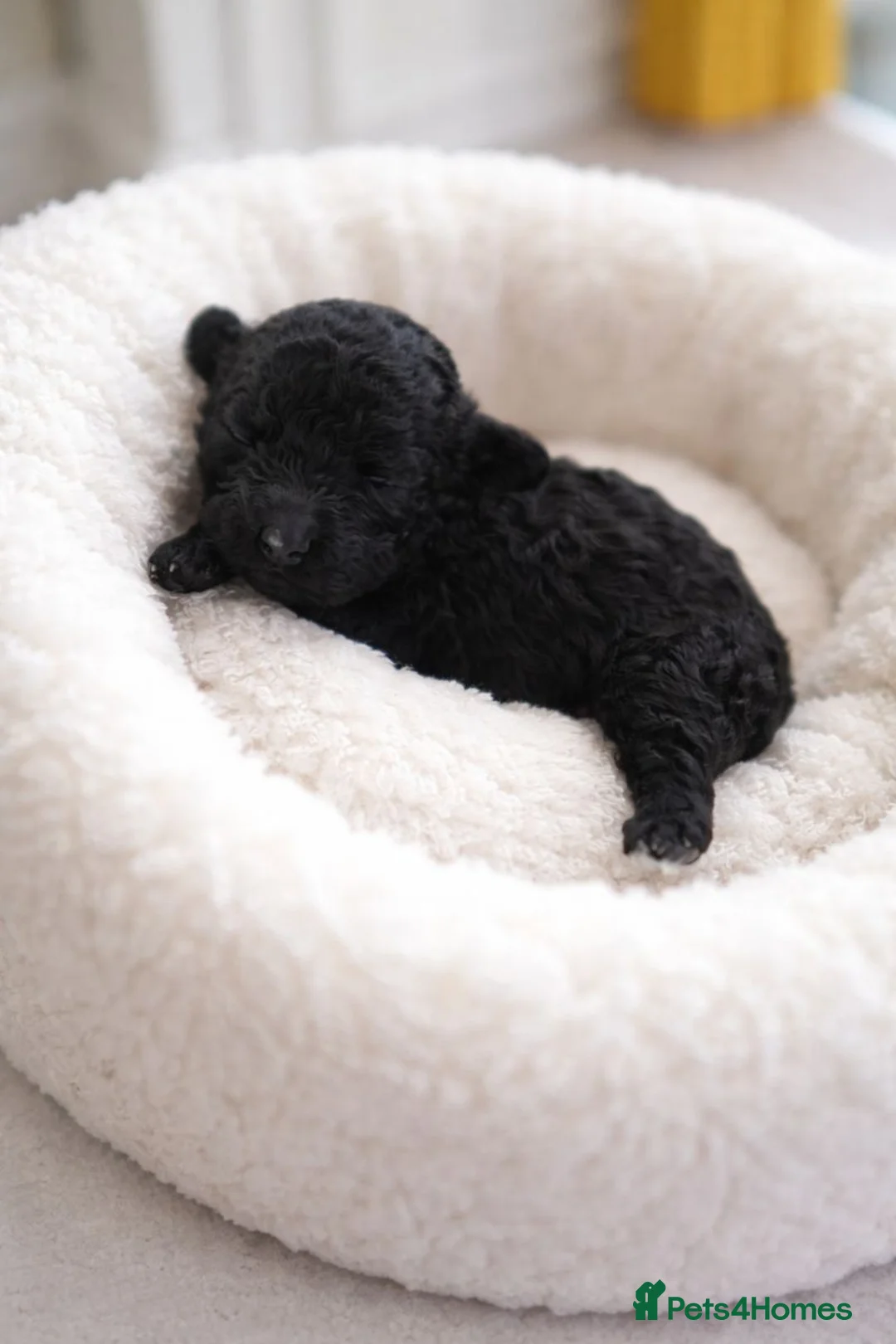 Toy Poodle dogs for sale: WAITING LIST Toy poodle waiting list  - Advert 2