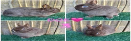 Netherland Dwarf rabbits for sale: Pure breed Netherlands dwarf  - Advert 3