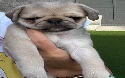 Pug dogs for sale: Beautiful exotic KC registered Pug puppies - Image 4
