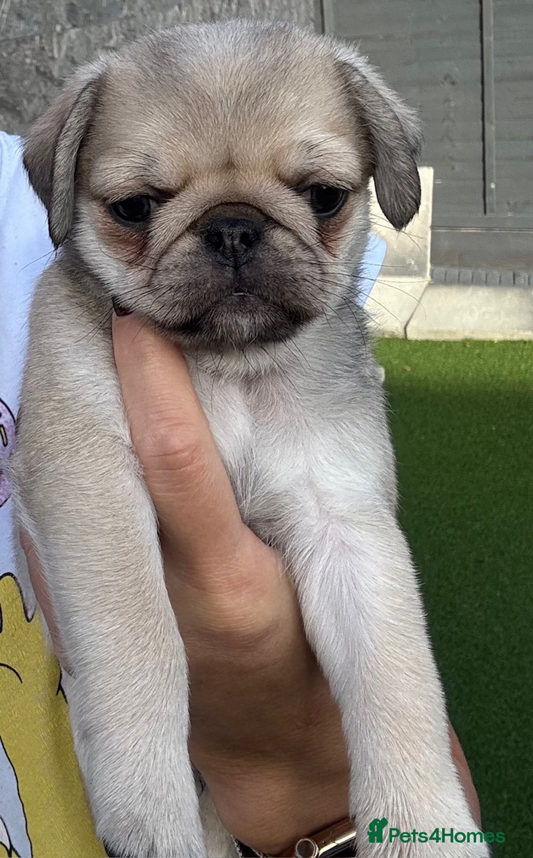 Pug dogs for sale: Beautiful exotic KC registered Pug puppies - Image 4